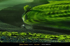 galvagno-2