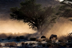 48-Zanetti-MIrko-Blue-wildebeest