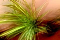 DISEST-4