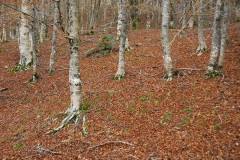 GUGGIO-3