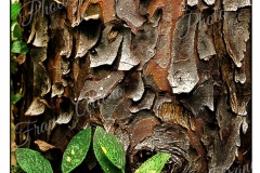 nature-019