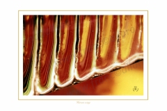 herons-wing