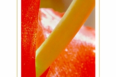 red-tulip