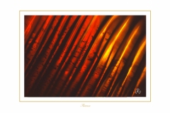 Belfiore-1