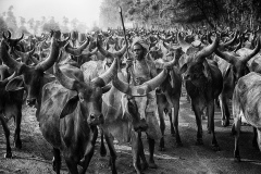 A2-Rabari-Herdsman-