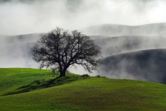 B1-Albero-spoglio